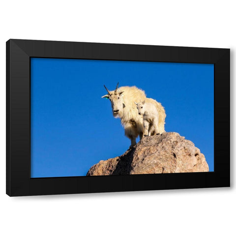 Colorado-Mt Evans Mountain goat nanny and kit atop rock  Black Modern Wood Framed Art Print by Jaynes Gallery