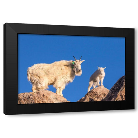 Colorado-Mt Evans Mountain goat nanny and kid atop rock  Black Modern Wood Framed Art Print with Double Matting by Jaynes Gallery