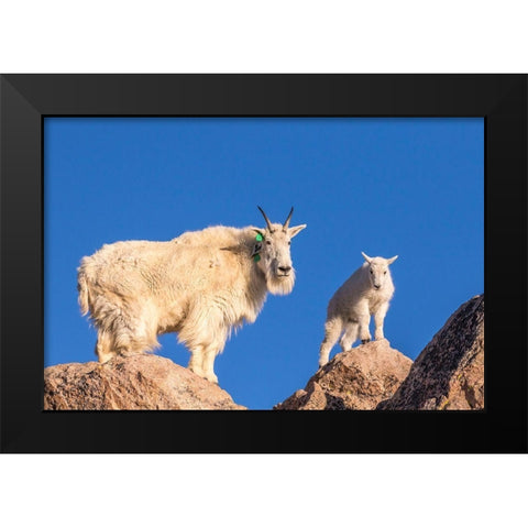 Colorado-Mt Evans Mountain goat nanny and kid atop rock  Black Modern Wood Framed Art Print by Jaynes Gallery