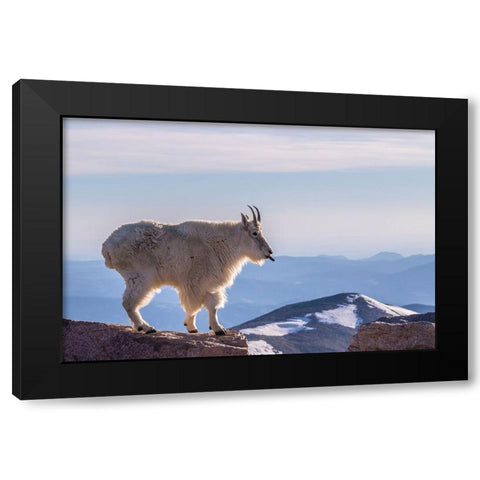 Colorado-Mt Evans Mountain goat sticking out its tongue atop rock  Black Modern Wood Framed Art Print by Jaynes Gallery