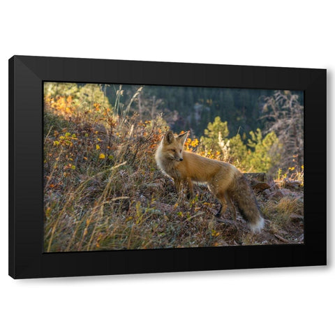 Colorado-Gunnison National Forest Red fox and scenic  Black Modern Wood Framed Art Print by Jaynes Gallery
