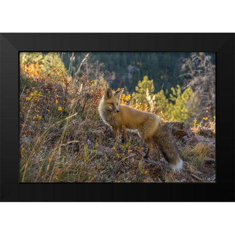 Colorado-Gunnison National Forest Red fox and scenic  Black Modern Wood Framed Art Print by Jaynes Gallery