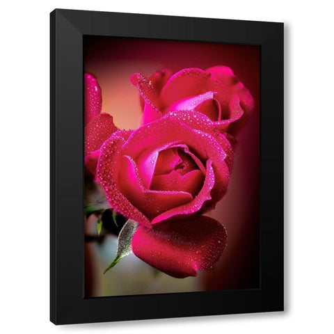 Colorado-Fort Collins Roses close-up  Black Modern Wood Framed Art Print with Double Matting by Jaynes Gallery