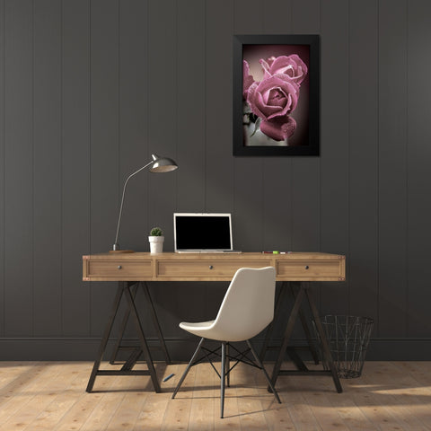Colorado-Fort Collins Roses close-up  Black Modern Wood Framed Art Print by Jaynes Gallery