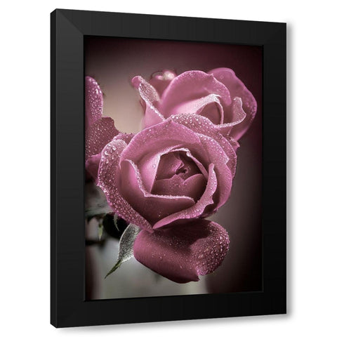 Colorado-Fort Collins Roses close-up  Black Modern Wood Framed Art Print with Double Matting by Jaynes Gallery