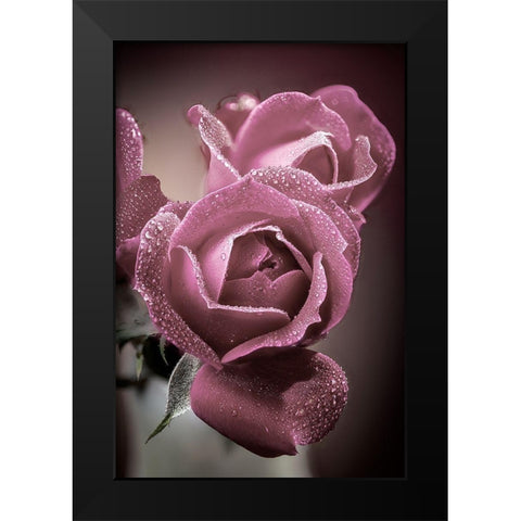 Colorado-Fort Collins Roses close-up  Black Modern Wood Framed Art Print by Jaynes Gallery