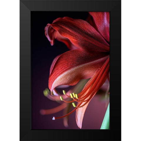 Colorado-Fort Collins Bogota amaryllis flower close-up  Black Modern Wood Framed Art Print by Jaynes Gallery