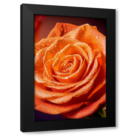 Colorado-Fort Collins Rose close-up  Black Modern Wood Framed Art Print with Double Matting by Jaynes Gallery