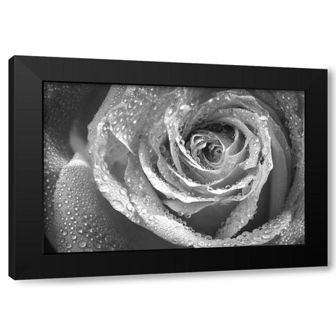 Colorado-Fort Collins Black and white of rose close-up  Black Modern Wood Framed Art Print with Double Matting by Jaynes Gallery