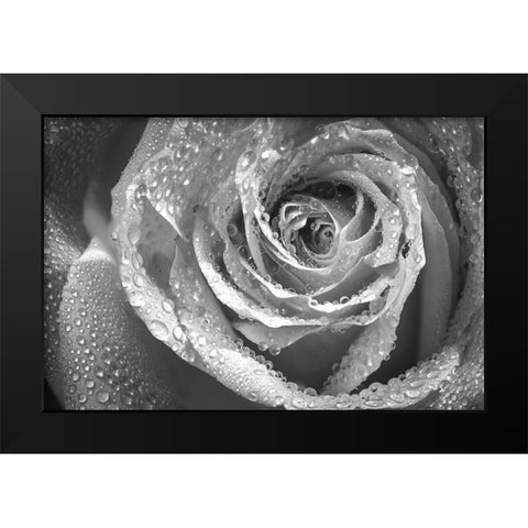 Colorado-Fort Collins Black and white of rose close-up  Black Modern Wood Framed Art Print by Jaynes Gallery