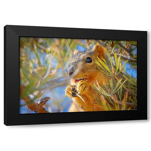 Colorado-Fort Collins Fox squirrel eating pine cone  Black Modern Wood Framed Art Print with Double Matting by Jaynes Gallery