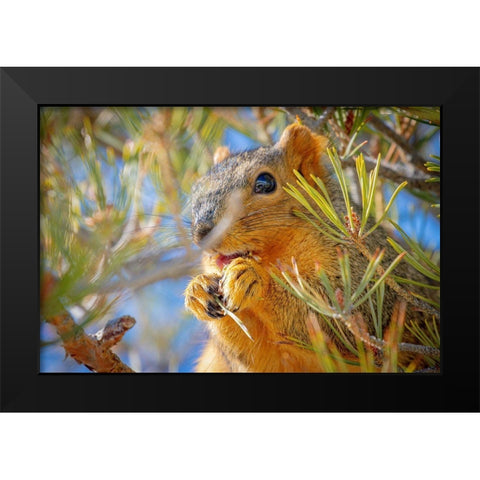 Colorado-Fort Collins Fox squirrel eating pine cone  Black Modern Wood Framed Art Print by Jaynes Gallery