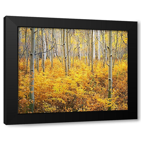 Colorado-Rocky Mountains Abstract of aspens and vegetation in autumn Black Modern Wood Framed Art Print by Jaynes Gallery