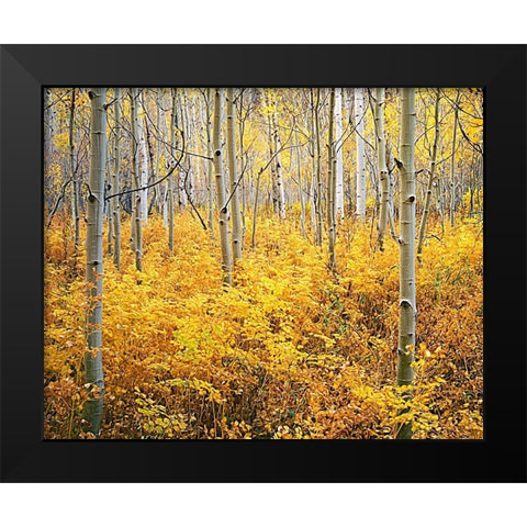 Colorado-Rocky Mountains Abstract of aspens and vegetation in autumn Black Modern Wood Framed Art Print by Jaynes Gallery
