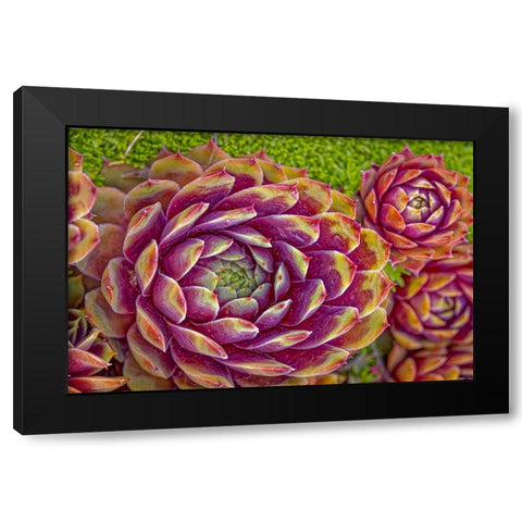 USA-Colorado-Fort Collins Hens and chicks succulent plant close-up Black Modern Wood Framed Art Print by Jaynes Gallery