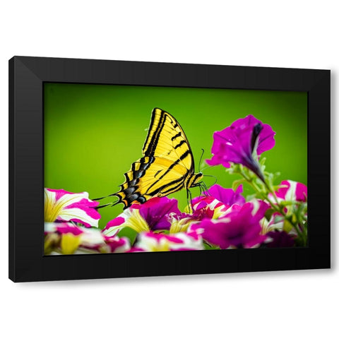 USA-Colorado-Fort Collins Eastern tiger swallowtail on petunia flowers Black Modern Wood Framed Art Print by Jaynes Gallery