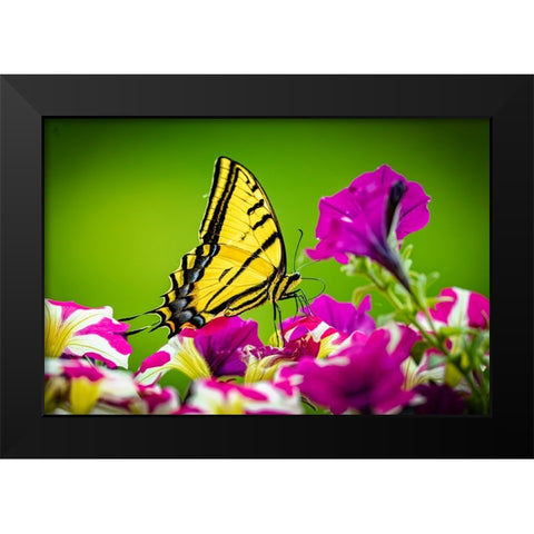USA-Colorado-Fort Collins Eastern tiger swallowtail on petunia flowers Black Modern Wood Framed Art Print by Jaynes Gallery