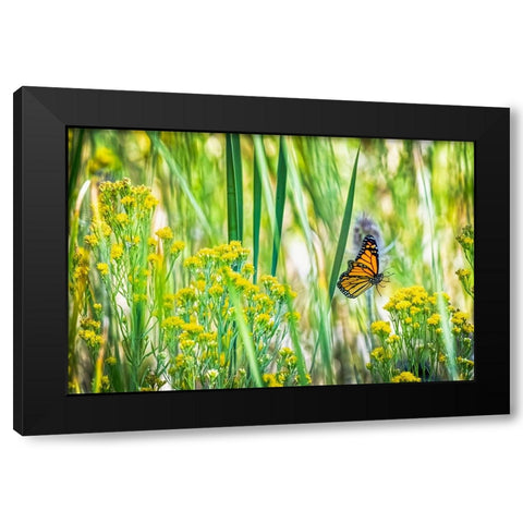 USA-Colorado-Boulder Monarch butterfly in flight among flowers Black Modern Wood Framed Art Print with Double Matting by Jaynes Gallery