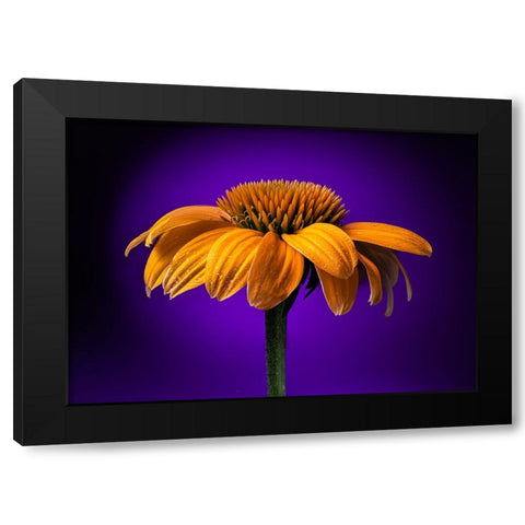 USA-Colorado-Fort Collins Coneflower close-up Black Modern Wood Framed Art Print with Double Matting by Jaynes Gallery