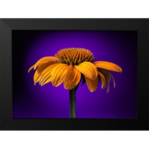 USA-Colorado-Fort Collins Coneflower close-up Black Modern Wood Framed Art Print by Jaynes Gallery