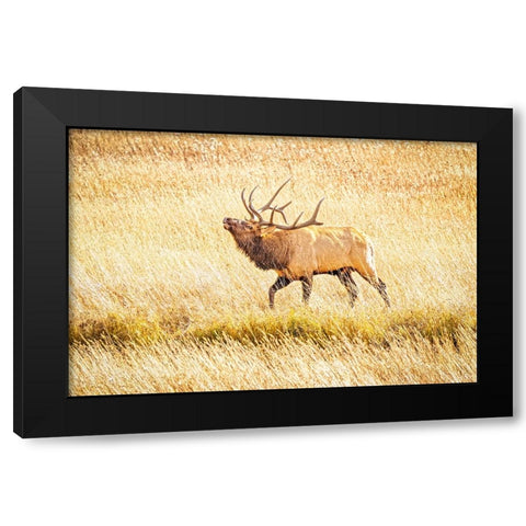 USA-Colorado-Rocky Mountain National Park North American elk male bugling in mating season Black Modern Wood Framed Art Print by Jaynes Gallery