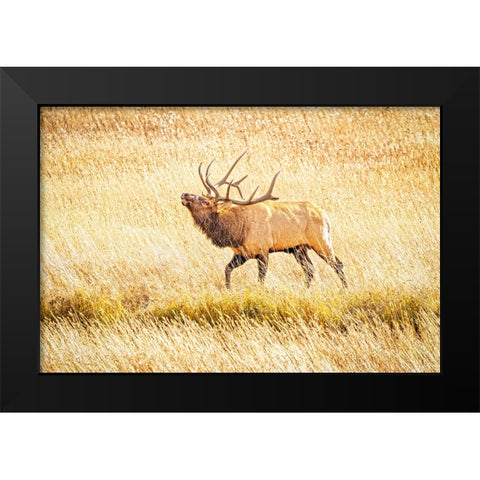 USA-Colorado-Rocky Mountain National Park North American elk male bugling in mating season Black Modern Wood Framed Art Print by Jaynes Gallery