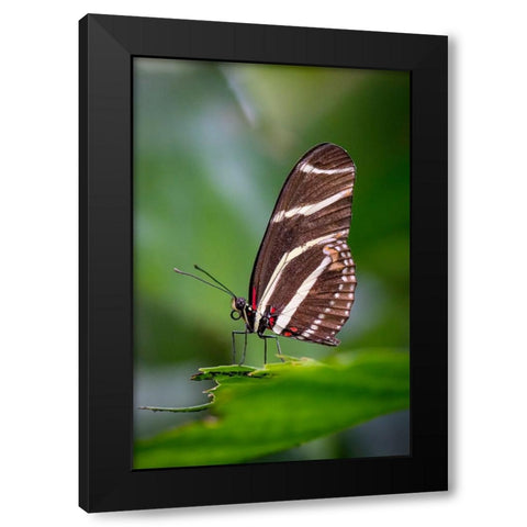 USA-Colorado-Fort Collins Zebra longwing butterfly close-up Black Modern Wood Framed Art Print with Double Matting by Jaynes Gallery