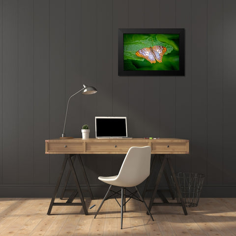 USA-Colorado-Fort Collins White peacock butterfly close-up Black Modern Wood Framed Art Print by Jaynes Gallery