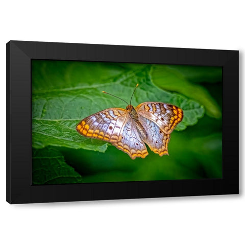 USA-Colorado-Fort Collins White peacock butterfly close-up Black Modern Wood Framed Art Print by Jaynes Gallery