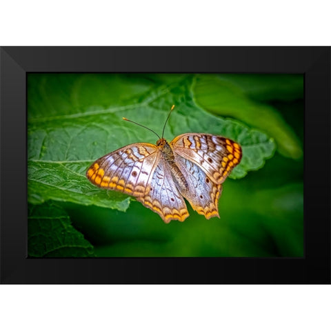USA-Colorado-Fort Collins White peacock butterfly close-up Black Modern Wood Framed Art Print by Jaynes Gallery