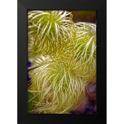 USA-Colorado-Fort Collins Clematis plant close-up Black Modern Wood Framed Art Print by Jaynes Gallery