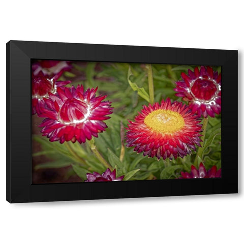 USA-Colorado-Fort Collins Red strawflowers close-up Black Modern Wood Framed Art Print with Double Matting by Jaynes Gallery