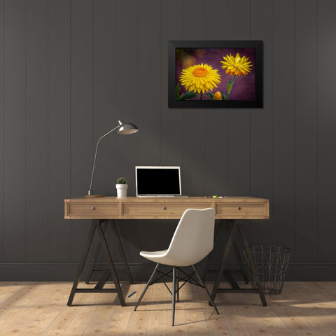 USA-Colorado-Fort Collins Yellow strawflowers close-up Black Modern Wood Framed Art Print by Jaynes Gallery