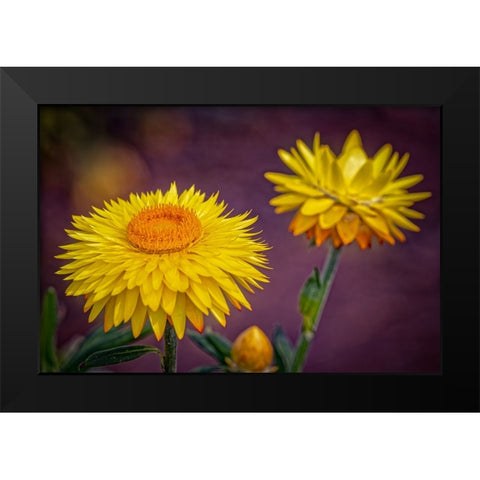 USA-Colorado-Fort Collins Yellow strawflowers close-up Black Modern Wood Framed Art Print by Jaynes Gallery