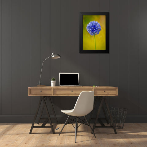 USA-Colorado-Fort Collins Blue allium flower close-up Black Modern Wood Framed Art Print by Jaynes Gallery