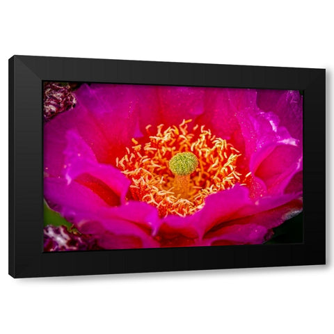 USA-Colorado-Fort Collins Prickly pear cactus flower close-up Black Modern Wood Framed Art Print by Jaynes Gallery