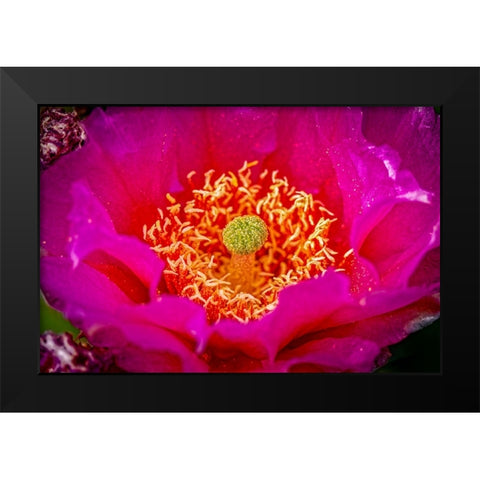 USA-Colorado-Fort Collins Prickly pear cactus flower close-up Black Modern Wood Framed Art Print by Jaynes Gallery