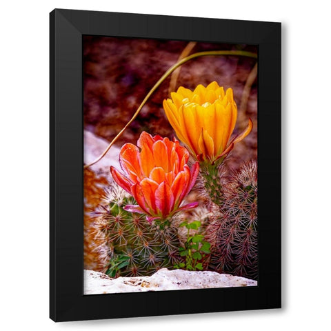 USA-Colorado-Fort Collins Prickly pear cactus flowers close-up Black Modern Wood Framed Art Print with Double Matting by Jaynes Gallery