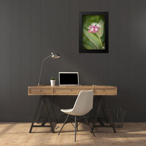 USA-Colorado-Fort Collins Showy milkweed flowers Black Modern Wood Framed Art Print by Jaynes Gallery