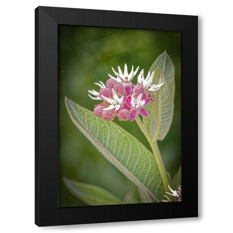 USA-Colorado-Fort Collins Showy milkweed flowers Black Modern Wood Framed Art Print by Jaynes Gallery