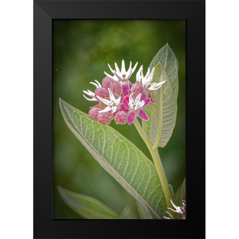 USA-Colorado-Fort Collins Showy milkweed flowers Black Modern Wood Framed Art Print by Jaynes Gallery