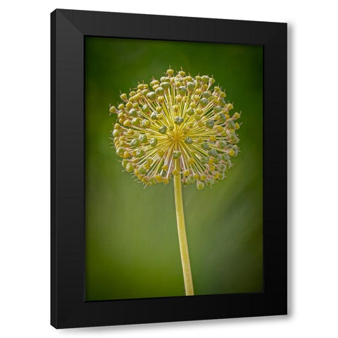 USA-Colorado-Fort Collins Yellow allium plant close-up Black Modern Wood Framed Art Print by Jaynes Gallery
