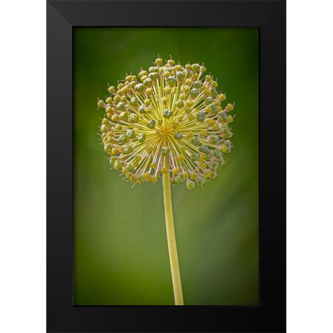 USA-Colorado-Fort Collins Yellow allium plant close-up Black Modern Wood Framed Art Print by Jaynes Gallery