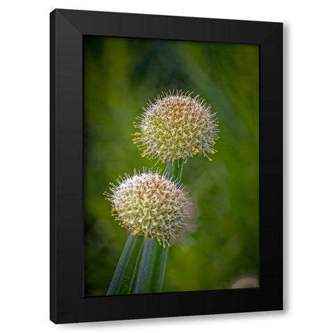 USA-Colorado-Fort Collins White allium plant close-up Black Modern Wood Framed Art Print with Double Matting by Jaynes Gallery