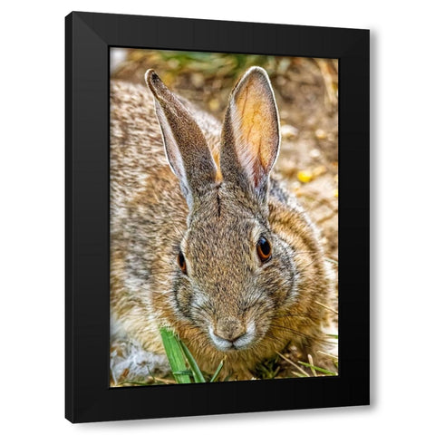 USA-Colorado-Fort Collins Eastern cottontail rabbit close-up Black Modern Wood Framed Art Print by Jaynes Gallery