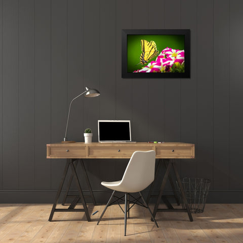 USA-Colorado-Fort Collins Eastern tiger swallowtail on petunia flowers Black Modern Wood Framed Art Print by Jaynes Gallery