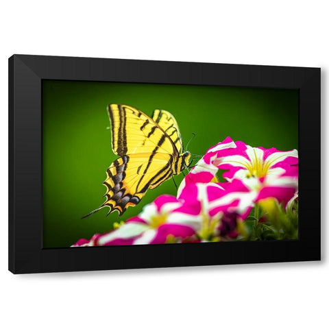 USA-Colorado-Fort Collins Eastern tiger swallowtail on petunia flowers Black Modern Wood Framed Art Print by Jaynes Gallery