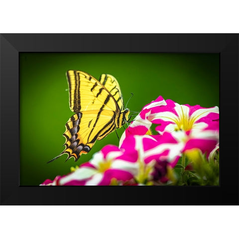 USA-Colorado-Fort Collins Eastern tiger swallowtail on petunia flowers Black Modern Wood Framed Art Print by Jaynes Gallery