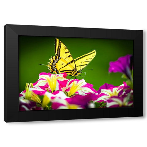 USA-Colorado-Fort Collins Eastern tiger swallowtail on petunia flowers Black Modern Wood Framed Art Print by Jaynes Gallery