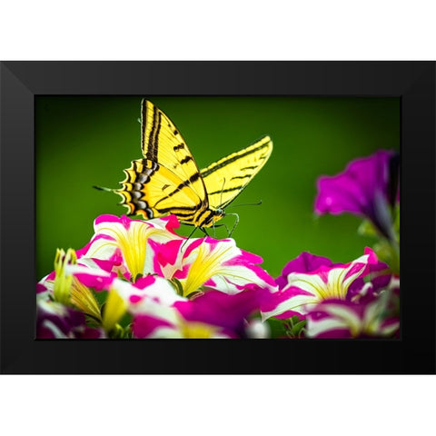 USA-Colorado-Fort Collins Eastern tiger swallowtail on petunia flowers Black Modern Wood Framed Art Print by Jaynes Gallery